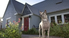 4 Cynologisták tanácsa: hogyan tanítson egy kutyát a házat vagy az udvar védelmére